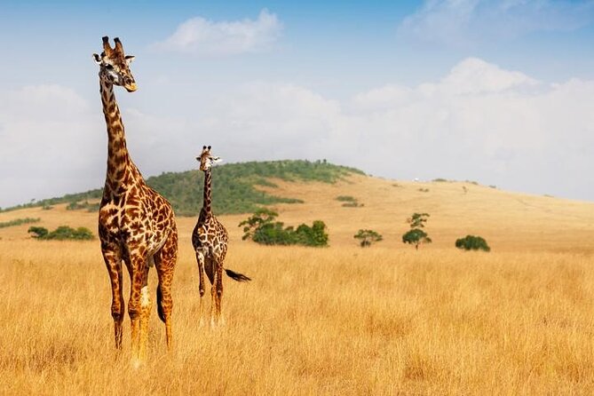 Safari & Cultural Experience in (Pilanesberg) - Overview of the Tour