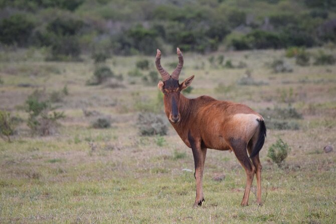 Safari Cycle and !Khwa Ttu San Heritage Experience - Experience at !Khwa Ttu