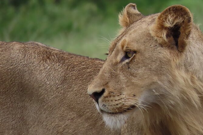 Safari Drive Kruger National Park - Good To Know