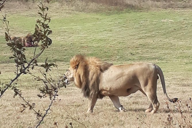 Safari Experience at Rhino & Lion Park - Price and Additional Information