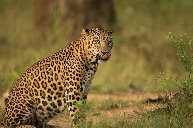 Safari In Jhalana Leopard Conservation Reserve, Jaipur - Overview of Safari Experience