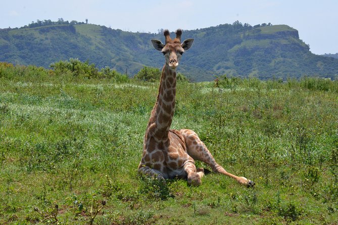 Safari & Phezulu Village Day Tour From Durban - Traveler Tips