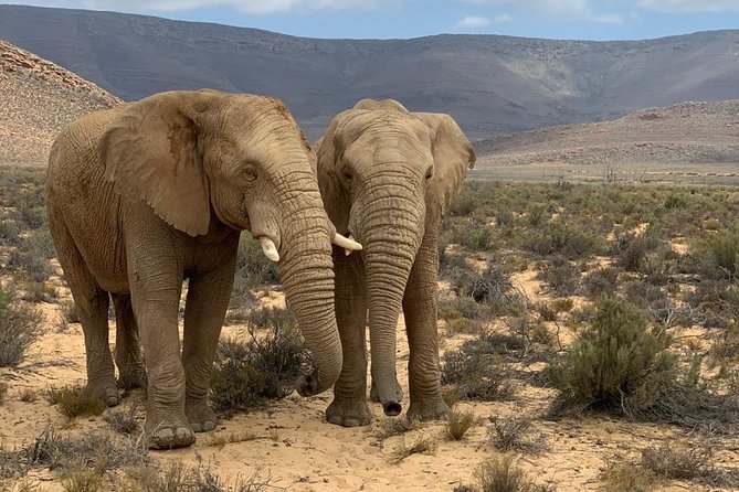 Safari Tour - Half Day Safari - Safari Tour Itinerary