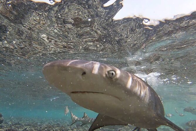 Sal Island: Private Tour Shark Bay Experience From Santa Maria - Inclusions and Amenities