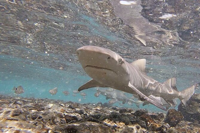 Sal Island: Shark Bay Shark Watching Experience From Santa Maria - Meeting and Pickup Information