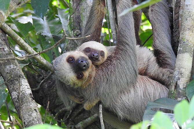 Santa Cruz Private Waterfalls, Sloth, Frogs Tour (Feb ) - Wildlife Encounters
