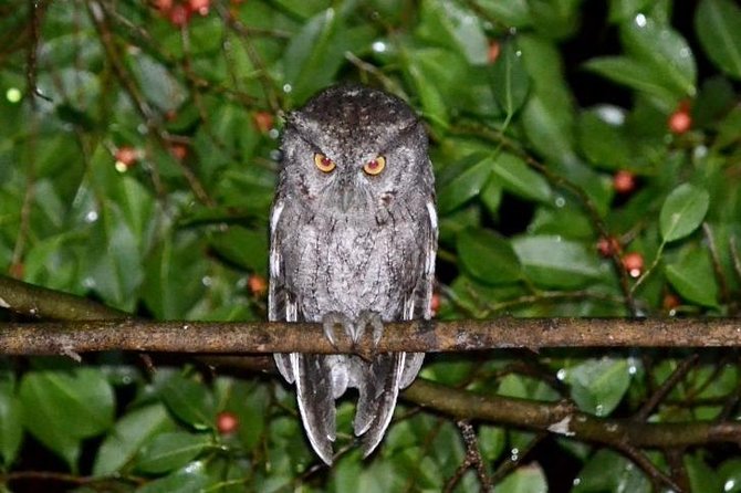Santa Elena Nature Reserve Night Walk  - Puntarenas - Nocturnal Creatures Spotting