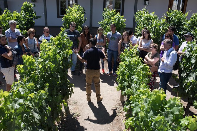 Santa Rita Winery Selection Tour - Booking Information