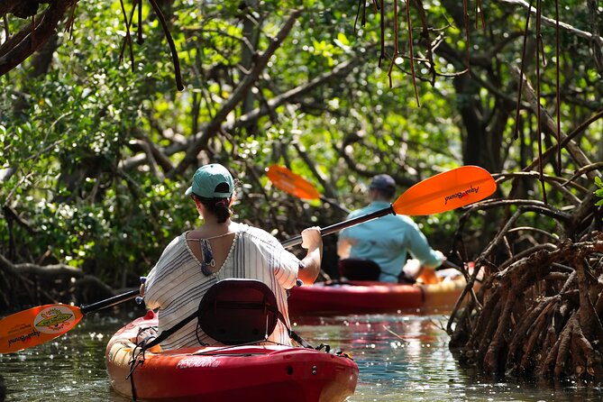 Sarasota Kayak and Food Tour - Wildlife Spotting Opportunities