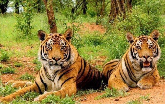 Sariska Tiger Reserve Safari Tour From Jaipur - Pricing and Booking Information