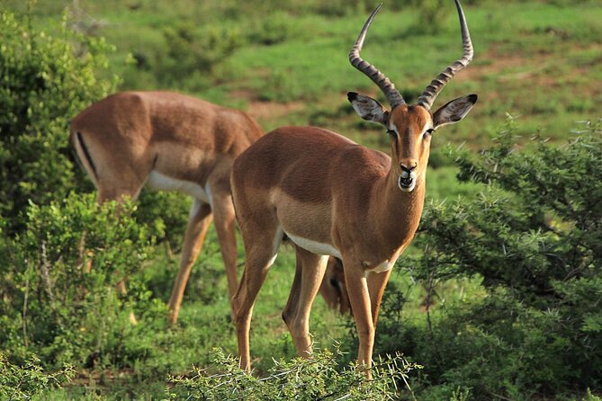 Schotia Big 5 Safari Port Elizabeth (Optional Accommodation) - Additional Information