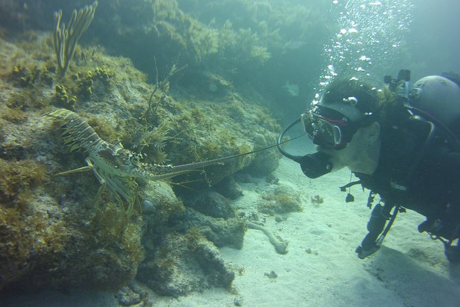 SCUBA Dive Key Largo Reef (Min/Max 6 Divers) - Whats Included