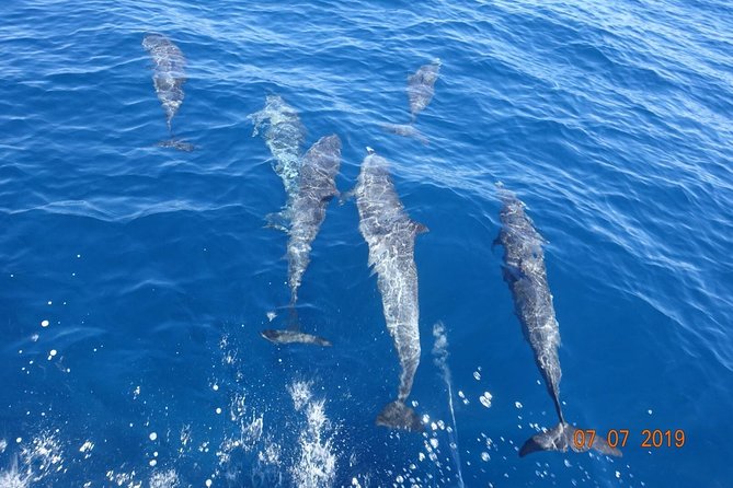 Sea Trip and Observation of Cetaceans, Dolphins in Small Groups - Copyright and Terms