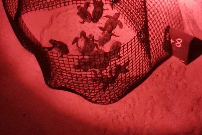Sea Turtle Nesting Observation on Sal Island - Species of Sea Turtles on Sal Island