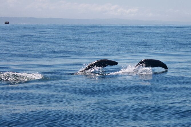 Seal Island Tour in Mossel Bay - Meeting and Pickup Information