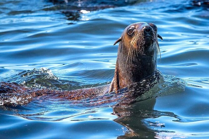 Seal Snorkeling Experience in Cape Town - Guided Tour From Cape Town