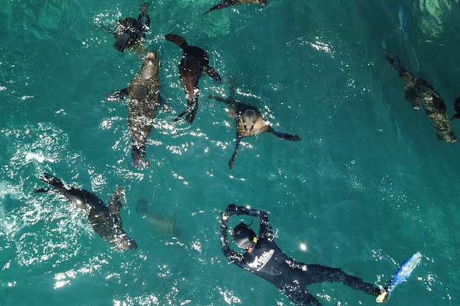 Seal Snorkeling With Animal Ocean in Hout Bay - Traveler Photos
