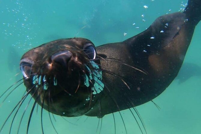 Seal Swimming Activity in Plettenberg Bay - Use of Snorkeling Equipment