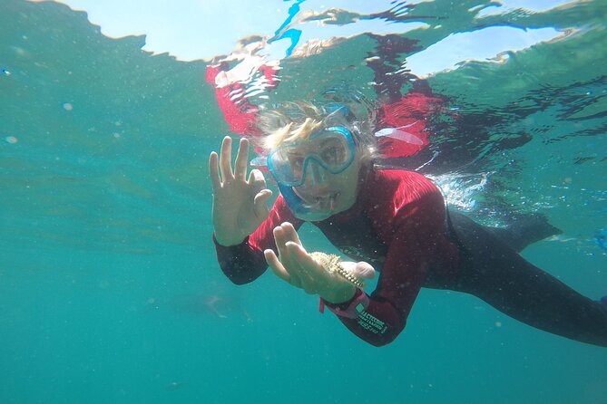 Sesimbra Small-Group Snorkeling Tour  - Setubal District - Pickup and Transfer Details