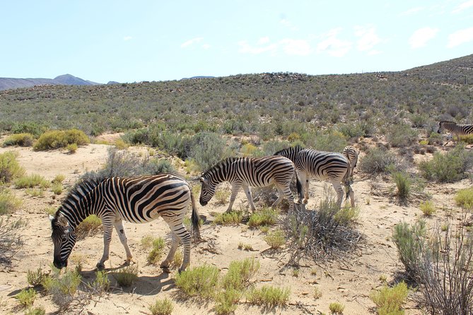 Shared Return Transfer to Aquila Safari From Cape Town Day Trip - Pickup Details for the Day Trip