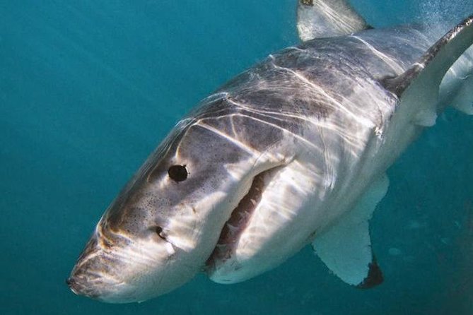 Shark Cage Diving - Adventure Meets Conservation! - Additional Information