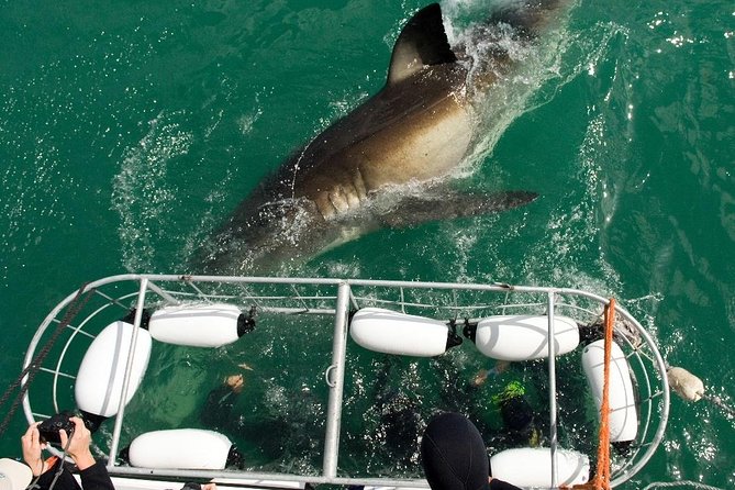 SHARK CAGE DIVING and VIEWING (Incl. Transfers From Cape Town) - Meeting and Pickup Details