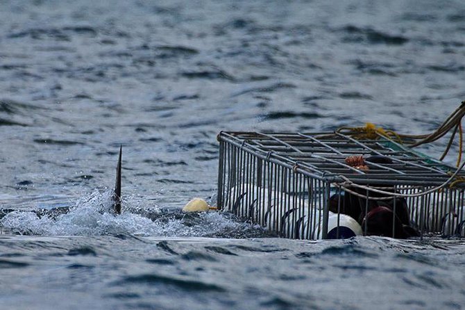 SHARK CAGE DIVING and VIEWING (Self Drive) - Meeting and Pickup