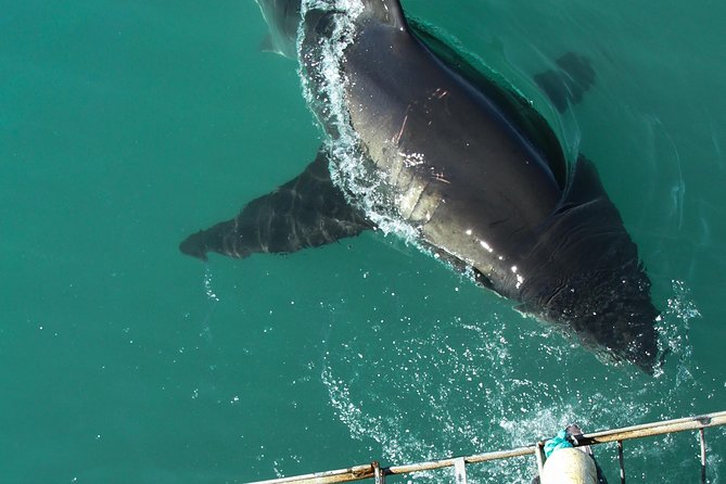 Shark Cage Diving Viewing Only - Inclusions and Logistics