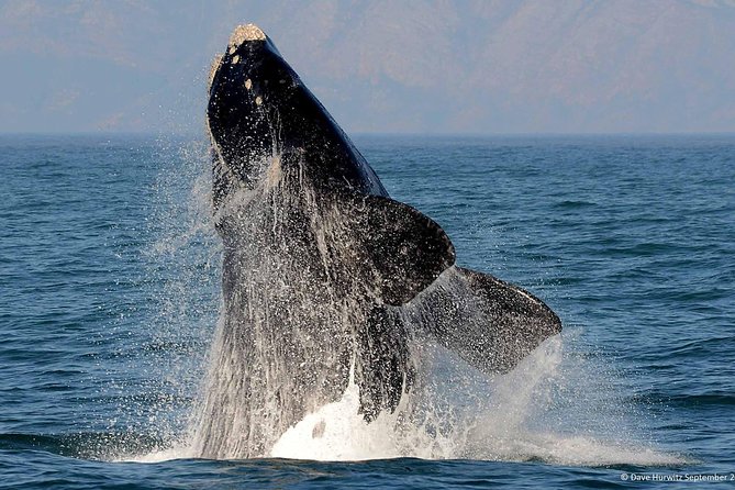 Shark Cage Diving Viewing & Whale Watching Tours Combination - Date, Availability, and Payment
