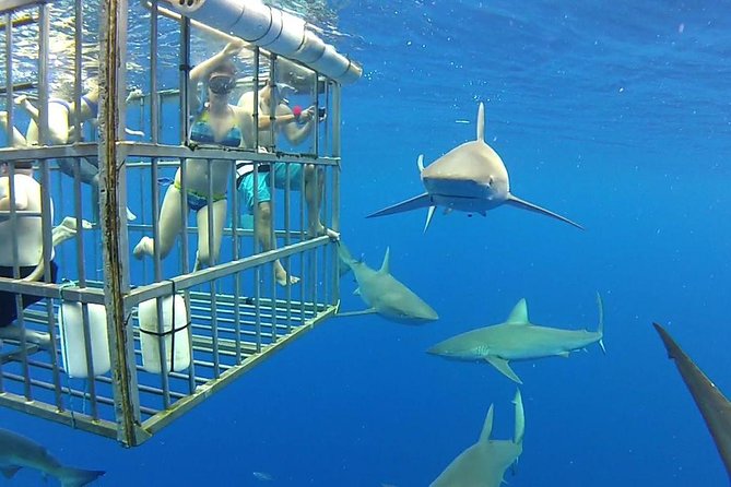 Shark Diving Adventure Penguins in Gansbaai From Cape Town F Day - Booking Assistance for Your Shark Dive