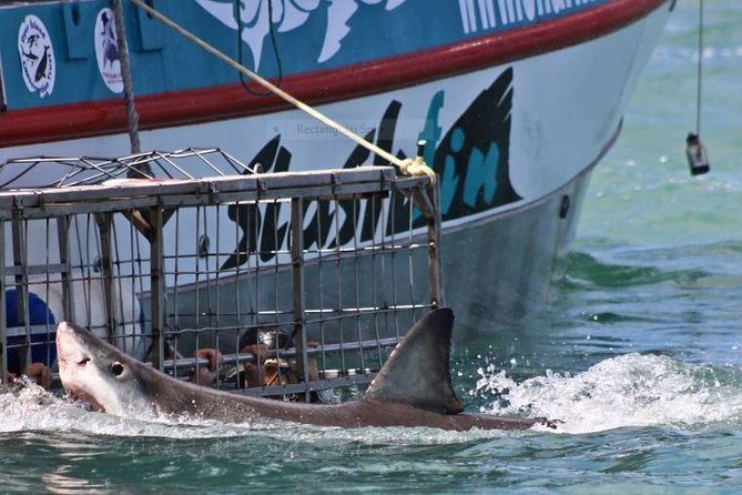 Shark Diving Full Day Guided Return Transfer to Gansbaai From Cape Town - Pickup and Transportation