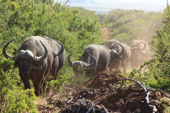 Shore Excursion Cruise Ships Port Elizabeth, Addo Elephant Park - Addo Elephant National Park Highlights