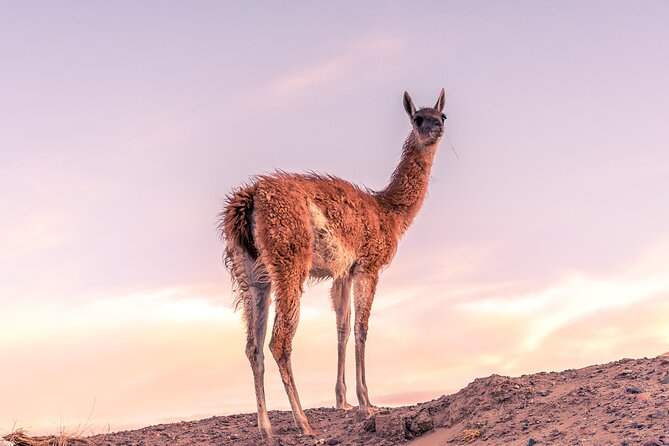 Shore Excursion Peninsula Valdes or Punta Tombo - Private Car - Private Car Transportation Details