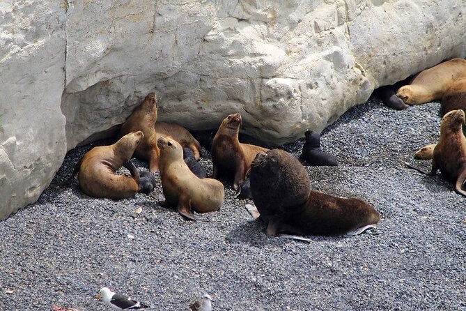 Shore Excursion Punta Loma Sea Lions Reserve Including Puerto Madryn City Tour - Location Details
