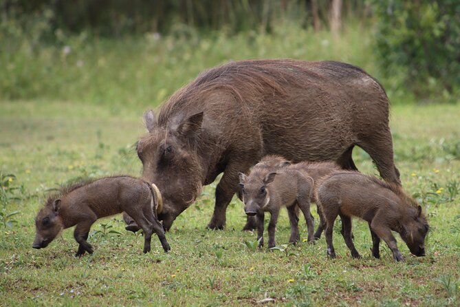 Shore Excursion Richards Bay Big 5 Safari Experience - Tour Details