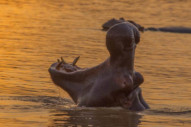Shoreline Hippo and Crocodile Boat Cruises, Isimangaliso Wetland Park - Additional Information