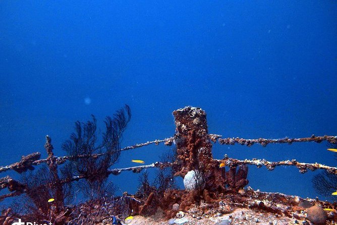Short Night Dive Tour in Aruba (Feb ) - Equipment Provided