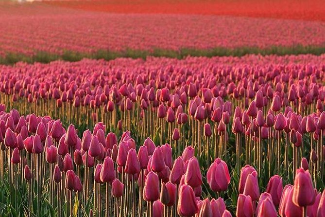Skagit Valley Tulip Festival Day Trip From Seattle - Tour Highlights