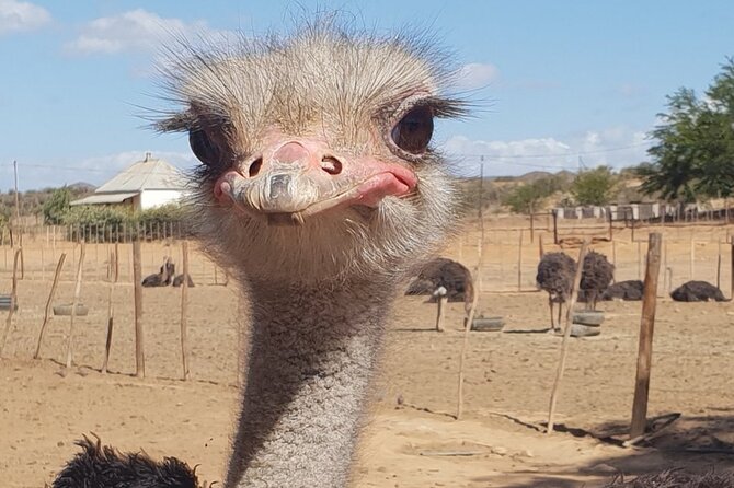 Skip the Line: Highgate Ostrich Farm Tour Ticket - Tour Overview