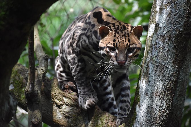 Skip the Line: Rescate Wildlife Rescue Centre General Admission Ticket - The Importance of Animal Rescue and Rehabilitation