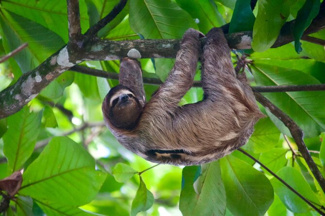 Sloth and Kayak Tour in Punta Uva Beach and Jungle - Inclusions and Highlights