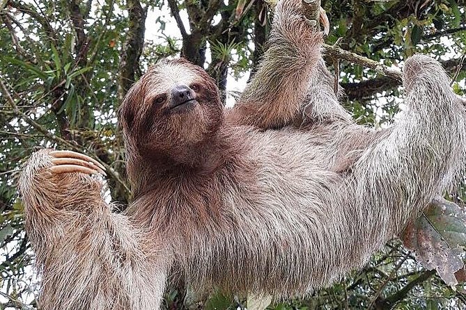 Sloth Tour in La Fortuna - Wildlife Sightings and Guaranteed Sloth Encounters
