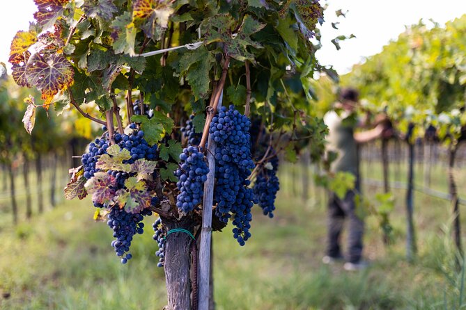 Slow Wine & Tartufo Gelato Tasting Experience - Wine Selection