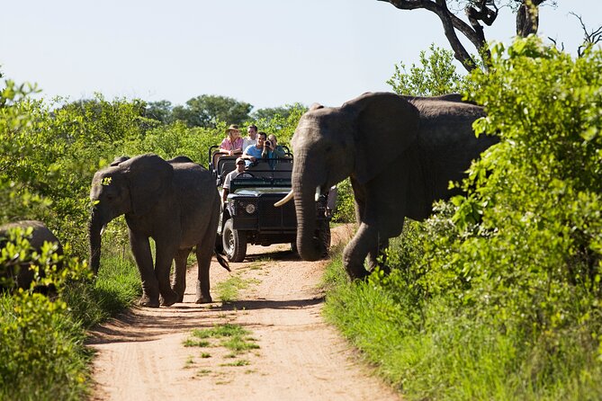 Small-Group Full-Day Safari in Kruger National Park With Lunch - Safari Highlights