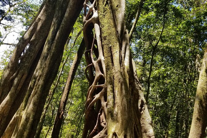 Small-Group Guided Tour of Curi Cancha Wildlife Reserve  - Monteverde - Booking and Logistics Details