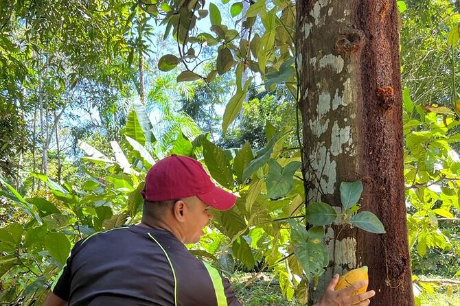 Small-Group Half-Day Indigenous Reserve Cacao & Waterfall Tour  - Limon - Inclusions and Logistics