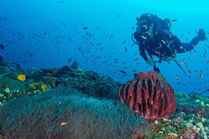 Small-Group Havelock Island Discover Scuba Diving Experience (Feb ) - Participant Requirements