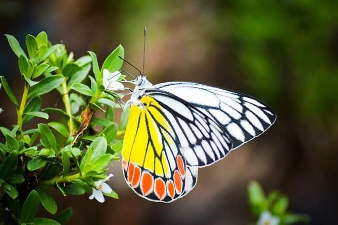 Small-Group Morning or Evening Birdwatching Tour, Thattekad  - Munnar - Tour Highlights