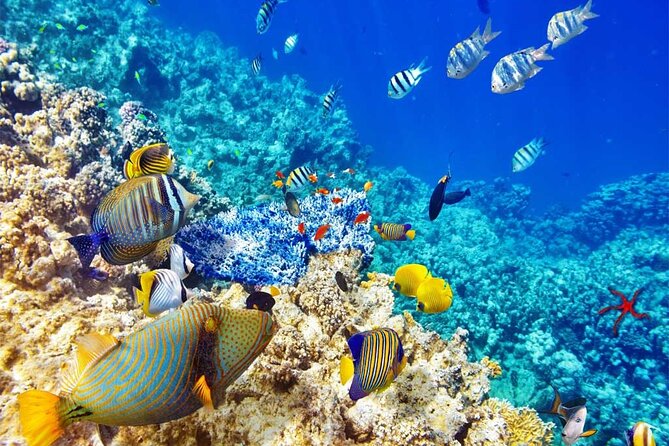 Snorkeling at Caño Island - Reviews and Ratings