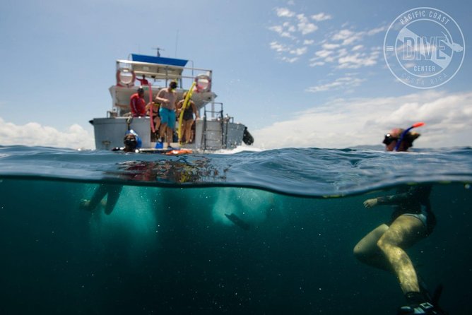 Snorkeling at Catalina Islands & North Island - CR - Snorkeling Spots and Marine Life
